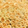 Букет из 101 персиковой розы 50см в Тюмени